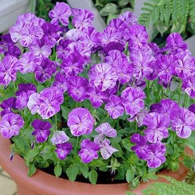 Columbine Tufted Violet|Purple Viola Columbine, Viola cornuta, Violet