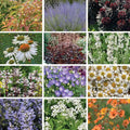 Cool Contrast Curb Appeal Pre-Planned Garden|Cool Contrast Curb Appeal Pre-Planned Garden