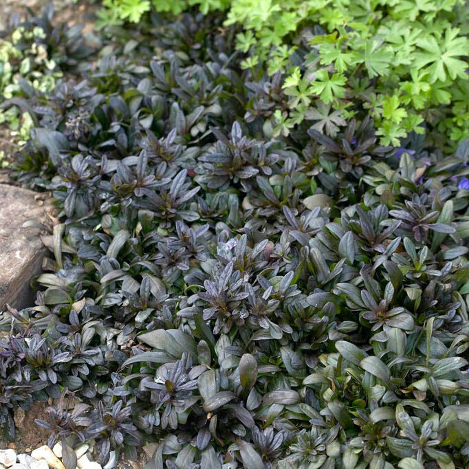 Dappled Shade Tapestry Lawn Plant Collection|Chocolate Chip Ajuga