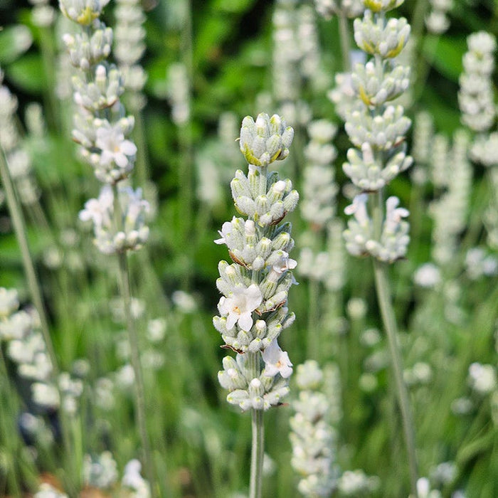 Exceptional™ Lavender|Exceptional™ Lavender, Lavandula x intermedia 'Exceptional™', Photo Courtesy Of Concept Plants