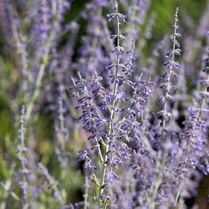 Little Spire Russian Sage|Purple Russian Sage Little Spire, Perovskia atriplicifolia, Russian Sage