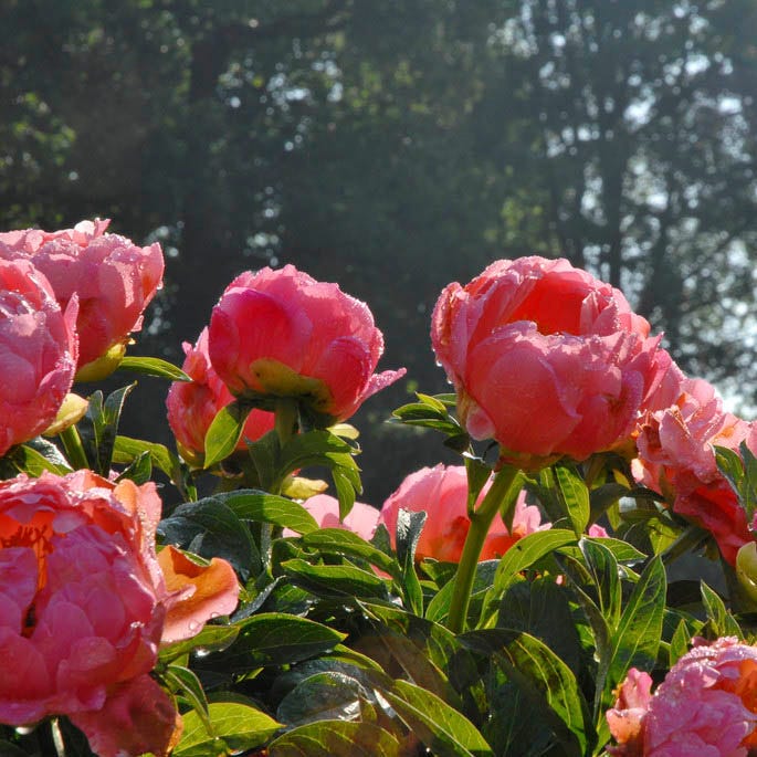 Coral Charm Peony|Pink Peony Coral Charm, Paeonia lactiflora