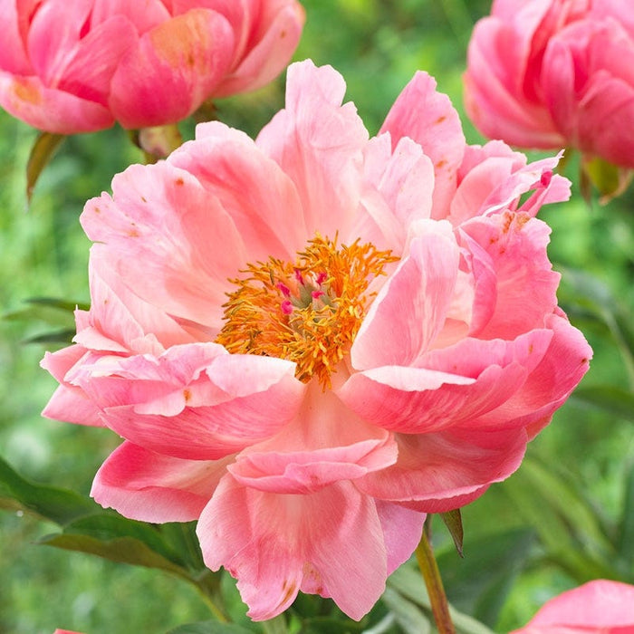 Coral Charm Peony|Pink Peony Coral Charm, Paeonia lactiflora