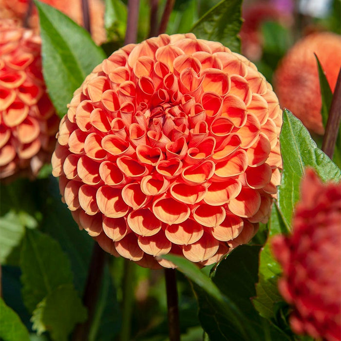 Cornel Bronze Ball Dahlia|Cornel Bronze Ball Dahlia, Ball Dahlia Cornel Bronze