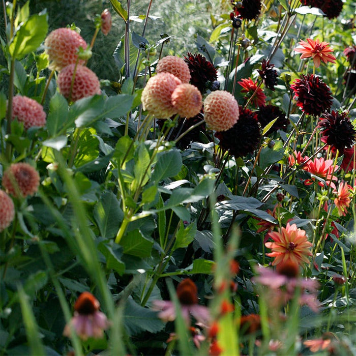 Cornel Bronze Ball Dahlia|Cornel Bronze Ball Dahlia, Ball Dahlia Cornel Bronze growing in garden