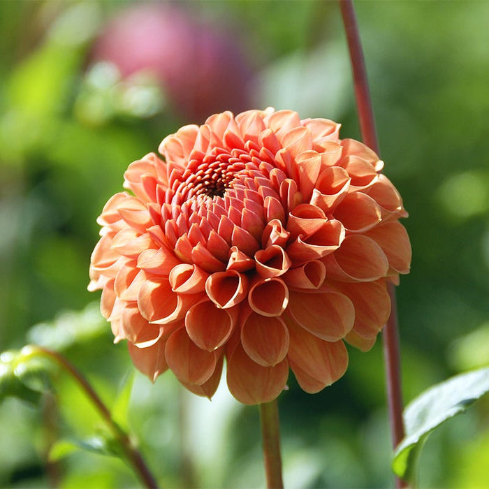 Cornel Bronze Ball Dahlia|Cornel Bronze Ball Dahlia, Ball Dahlia Cornel Bronze close up of peach petals
