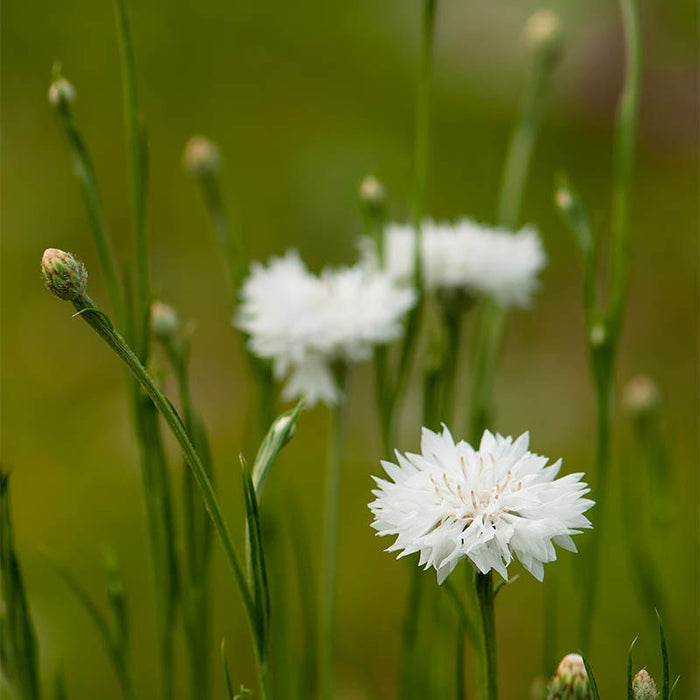 Cornflower or Bachelor Button Seeds Patriot Mix|White Cornflower or Bachelor Button Seeds Patriot Mix, Centaurea, Cornflower or Bachelor Button
