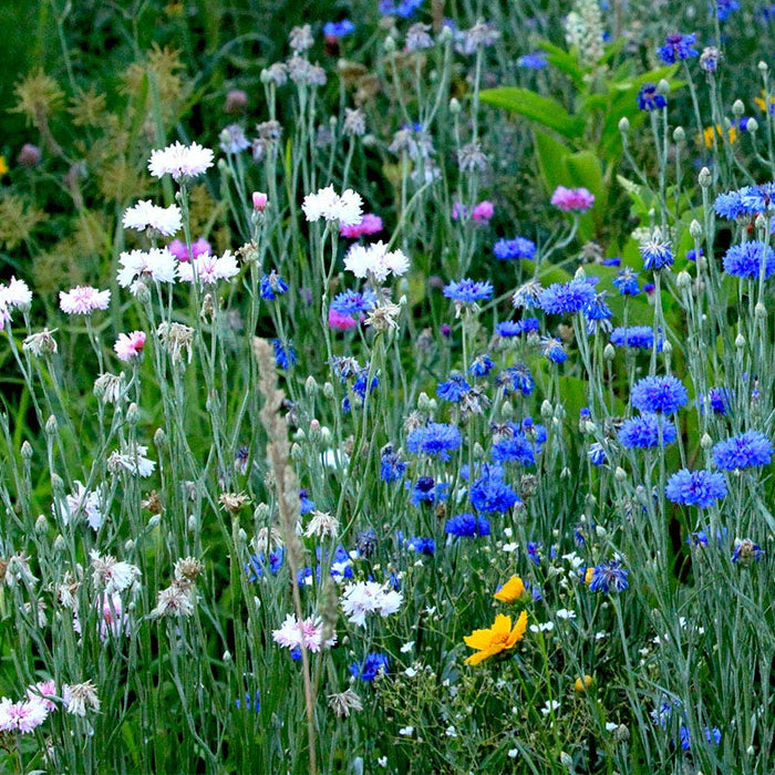 Cornflower or Bachelor Button Seeds Patriot Mix|Red and Blue and White Cornflower or Bachelor Button Seeds Patriot Mix, Centaurea, Cornflower or Bachelor Button