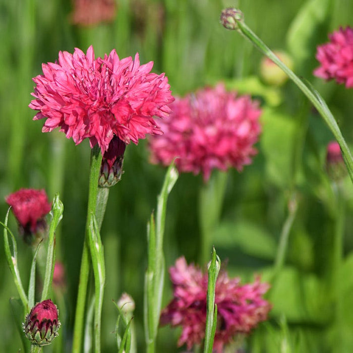 Cornflower or Bachelor Button Seeds Patriot Mix|Red Cornflower or Bachelor Button Seeds Patriot Mix, Centaurea, Cornflower or Bachelor Button
