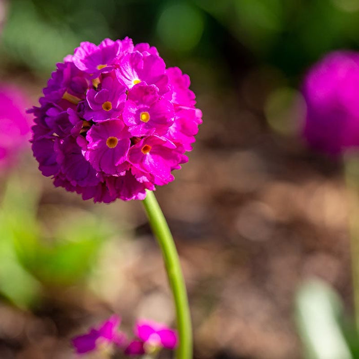 Corolla Deep Rose Primrose|Corolla Deep Rose Primrose
