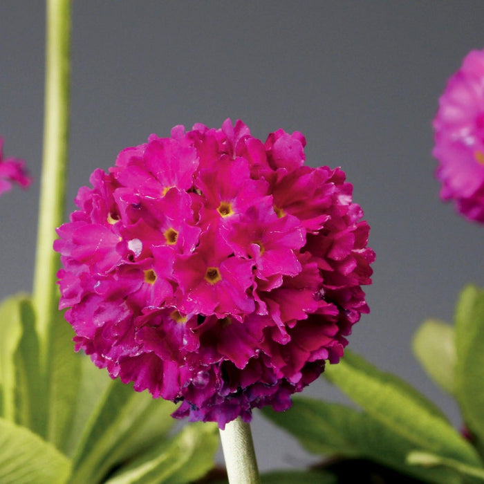 Corolla Deep Rose Primrose|Corolla Deep Rose Primrose