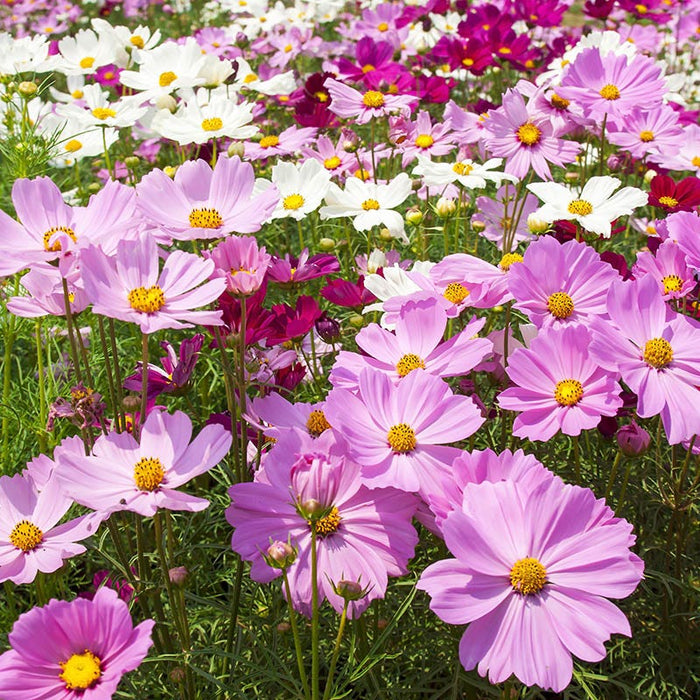 Cosmos Seeds|Pink and Red and White Cosmos Seeds, Cosmos bipinnatus