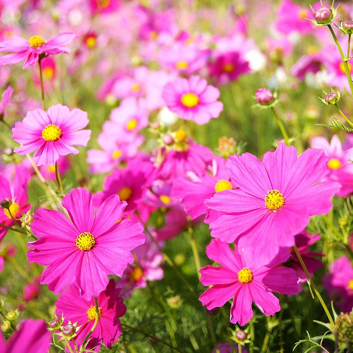 Cosmos Seeds|Pink and Red and White Cosmos Seeds, Cosmos bipinnatus