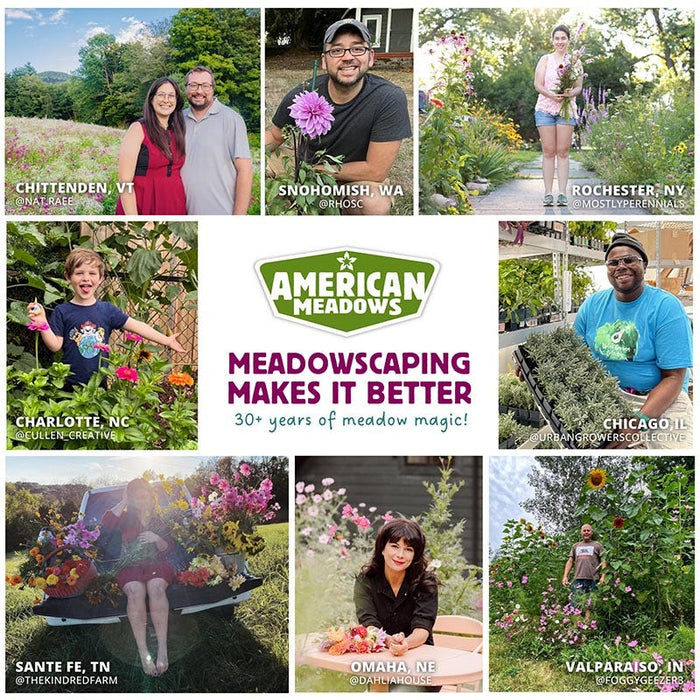 Cosmos Seeds|Meadowscaping Makes it Better