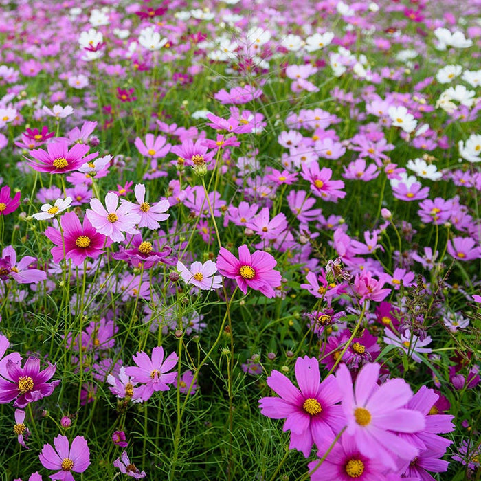 Cosmos Seeds|Pink and Red and White Cosmos Seeds, Cosmos bipinnatus
