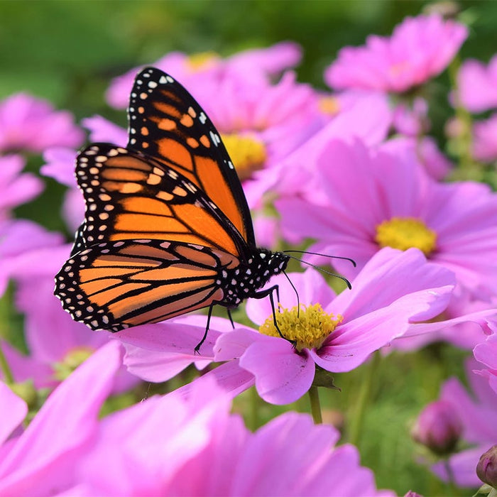 Cosmos Seeds|Pink blooming Cosmo Wildflower with Monarch Butterfly