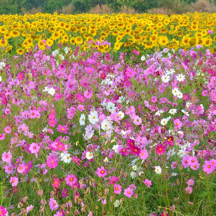 Cosmos Seeds|Pink, White, and Red Cosmos Meadow with Sunflowers blooming in the horizon