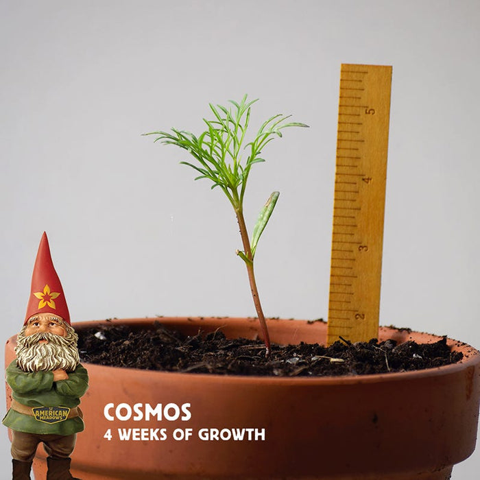 Cosmos Seeds|Cosmos seedling