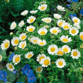 Creeping Daisy Seeds|Creeping Daisy, Leucanthemum paludosum