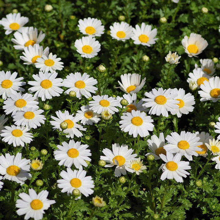 Creeping Daisy Seeds|Creeping Daisy, Leucanthemum paludosum