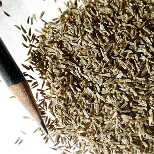 Creeping Daisy Seeds