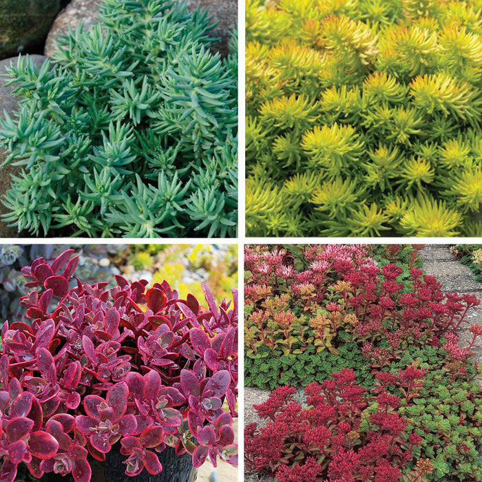 Creeping Sedum Low Grow Collection
