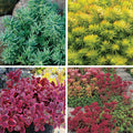 Creeping Sedum Low Grow Collection