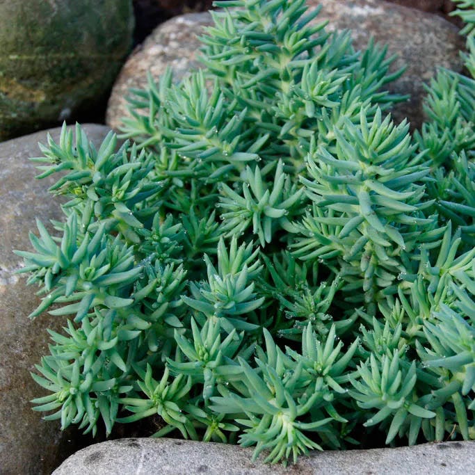 Creeping Sedum Low Grow Collection|Blue Spruce Sedum