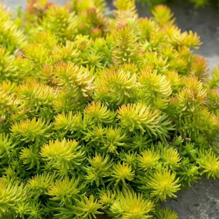 Creeping Sedum Low Grow Collection|Angelina Sedum