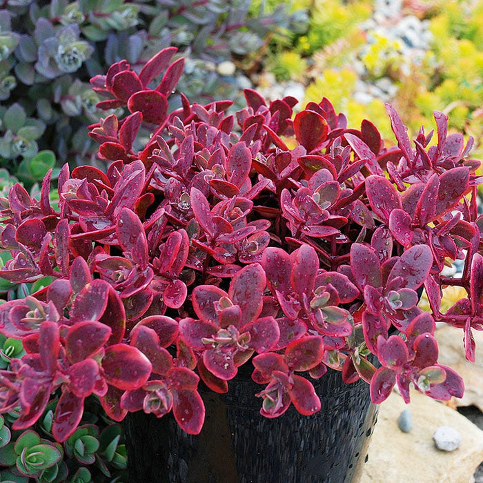 Sunsparkler® Wildfire Sedum