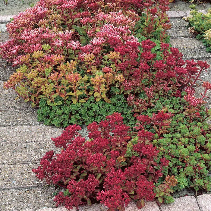 Creeping Sedum Low Grow Collection|Dragon's Blood Sedum
