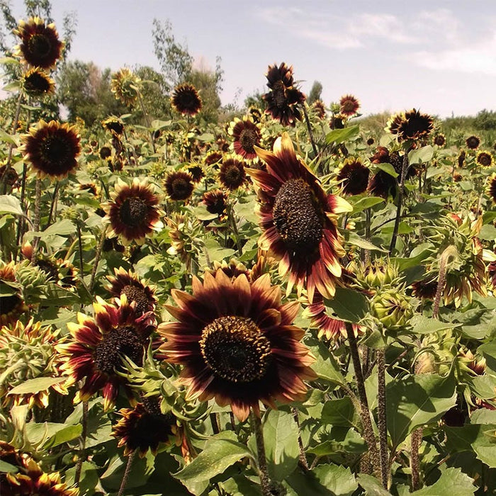Crimson Velvet Sunflower Seeds|Crimson Velvet Sunflower, Helianthus annuus Crimson Velvet growing in meadow