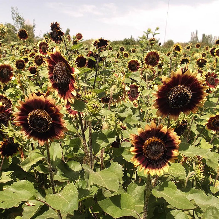 Crimson Velvet Sunflower Seeds|Crimson Velvet Sunflower, Helianthus annuus Crimson Velvet
