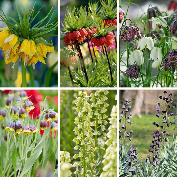 Crown Jewels Fritillaria Bulb Collection|Crown Jewels Fritillaria Bulb Collection