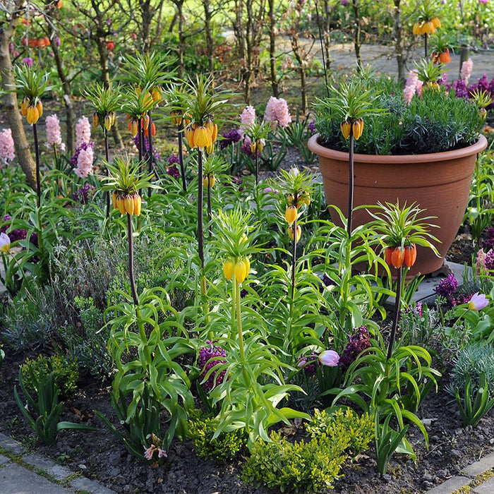 Crown Jewels Fritillaria Bulb Collection|Crown Jewels Fritillaria Bulb Collection