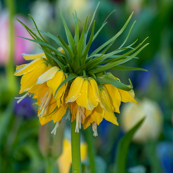 Crown Jewels Fritillaria Bulb Collection|Yellow Crown Imperial