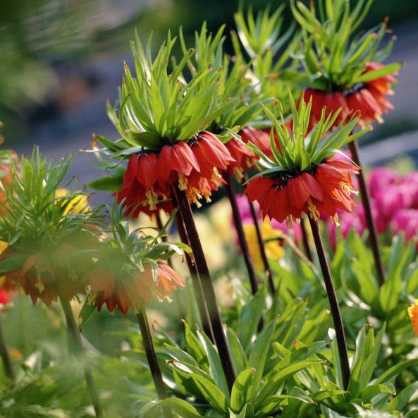 Crown Jewels Fritillaria Bulb Collection|Red Crown Imperial