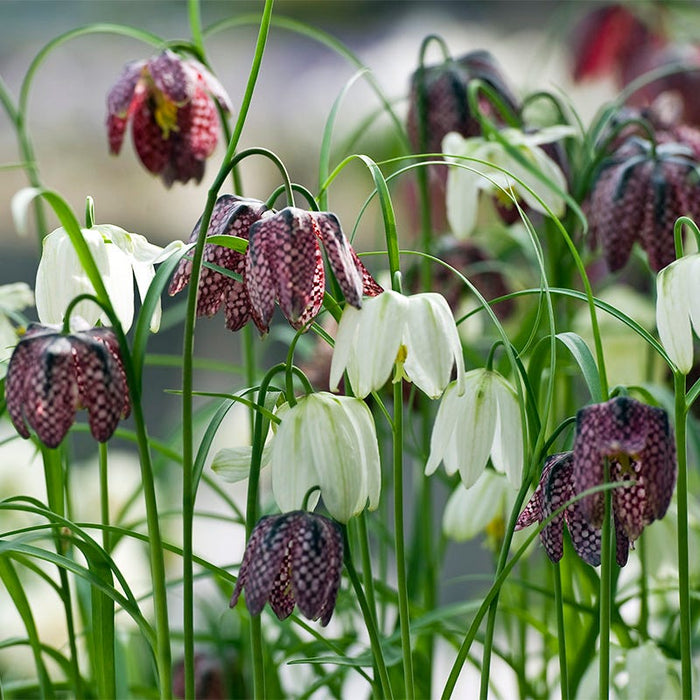 Crown Jewels Fritillaria Bulb Collection|Chequered Lily Fritillaria Mix