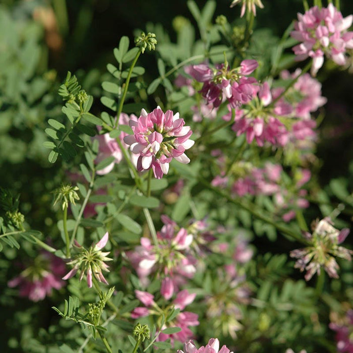 Crown Vetch Seeds|Coronilla varia, Crown Vetch