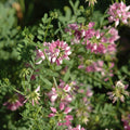 Crown Vetch Seeds|Coronilla varia, Crown Vetch