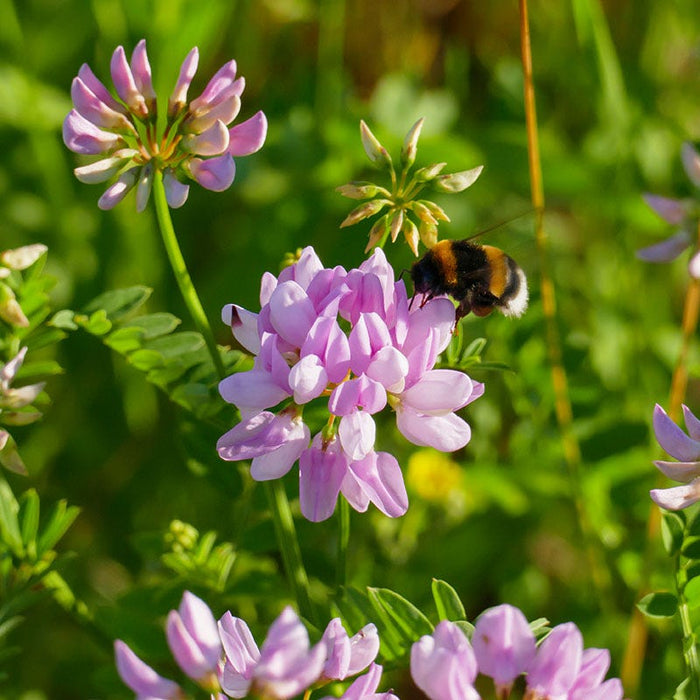 Crown Vetch Seeds|Coronilla varia, Crown Vetch with bee