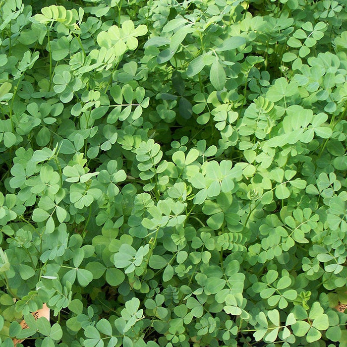 Crown Vetch Seeds|Coronilla varia, Crown Vetch foliage