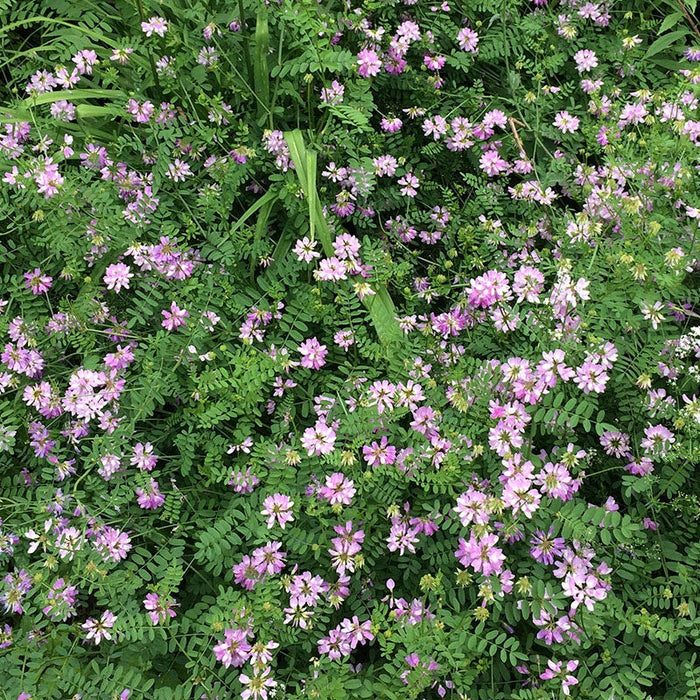 Crown Vetch Seeds|Coronilla varia, Crown Vetch
