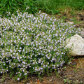 Cumberland Rosemary