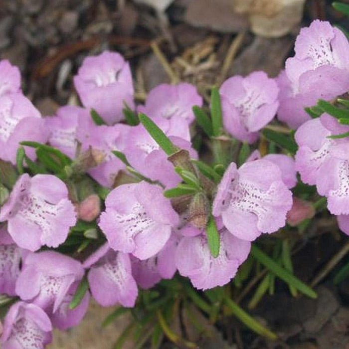 Cumberland Rosemary|Cumberland Rosemary