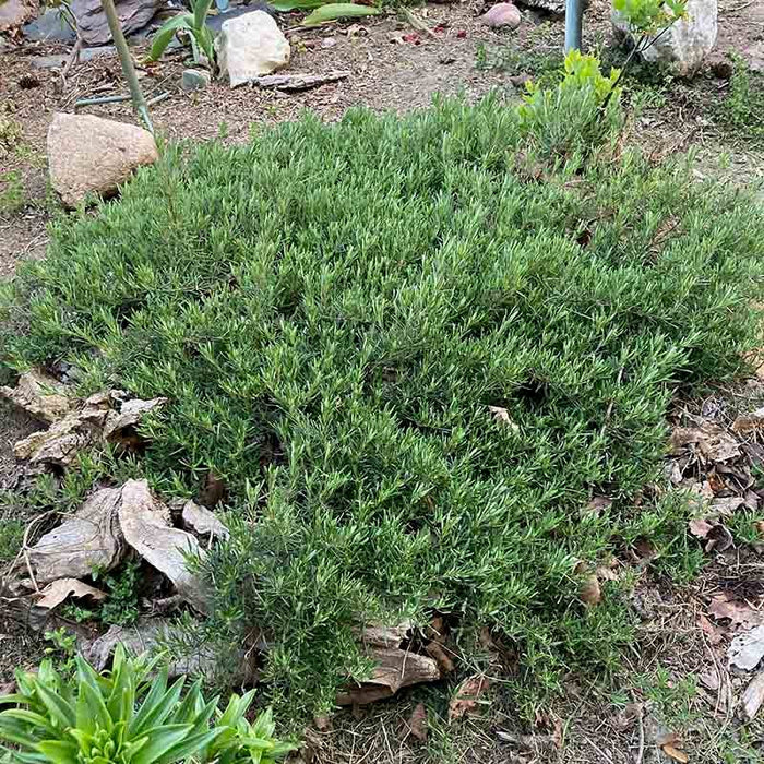 Cumberland Rosemary|Cumberland Rosemary