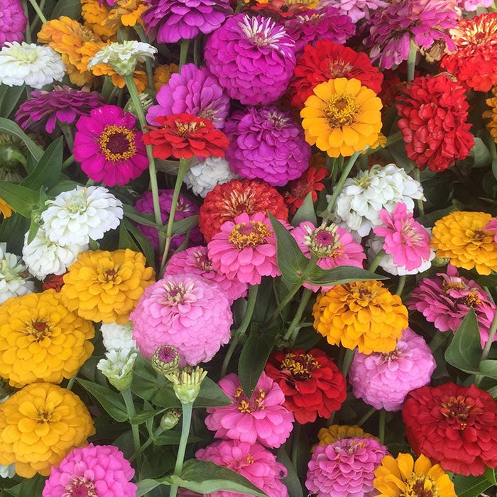 Cut & Come Again Zinnia Seeds|Zinnia Seeds Cut and Come Again Mix, Zinnia elegans
