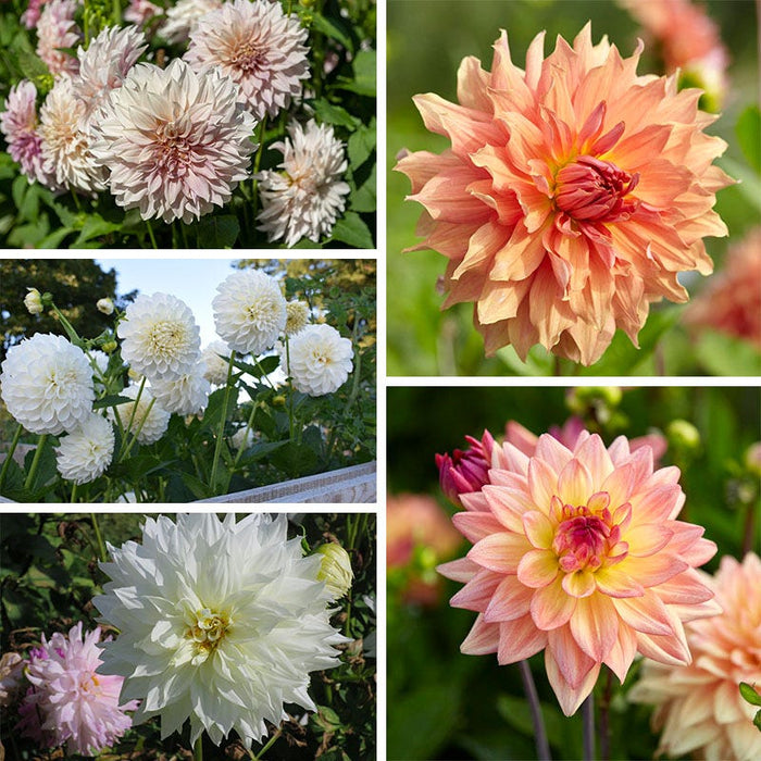 Dahlia Clouds Collection|Dahlia Clouds Collection