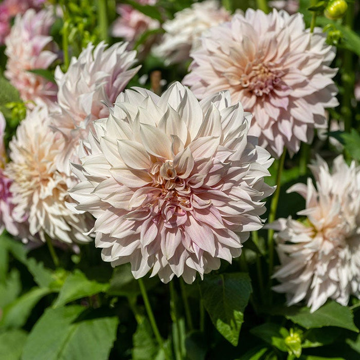 Dahlia Clouds Collection|‘Cafe Au Lait’ Dinner Plate Dahlia