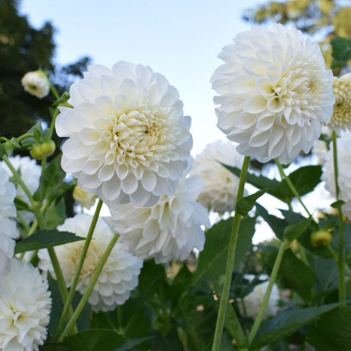 Dahlia Clouds Collection|Boom Boom White Ball Dahlia. Photo Courtesy of Swan Cottage Flowers.